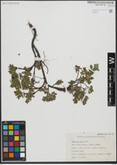 Foto von Salix uva-ursi Pursh